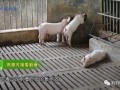 爆料养猪视频,视频曝光惊人养殖真相