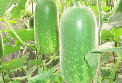 网红吃瓜素材图片无水印,揭秘幕后故事